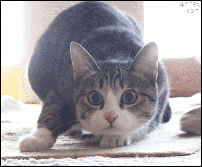 A cat bobbing along